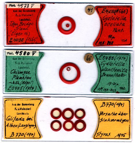 Slides with marked single diatoms